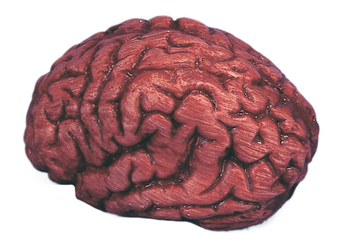 Simulated Body Parts ~ Brain, 1/pkg,